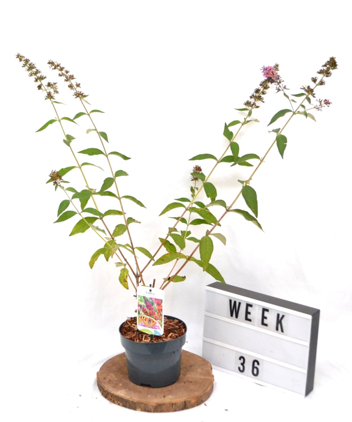 Buddleja weyer. 'Flower Power' - C2 50-60 CM